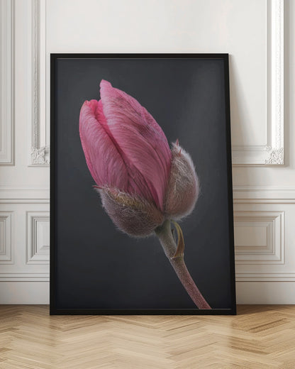 Wall art Pink Tulip 1