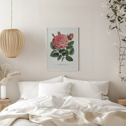  Pink Rose, Glorie De Dijon Lithograph Wall Artwork 0