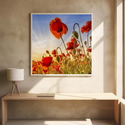 Wall art Fascinating poppies