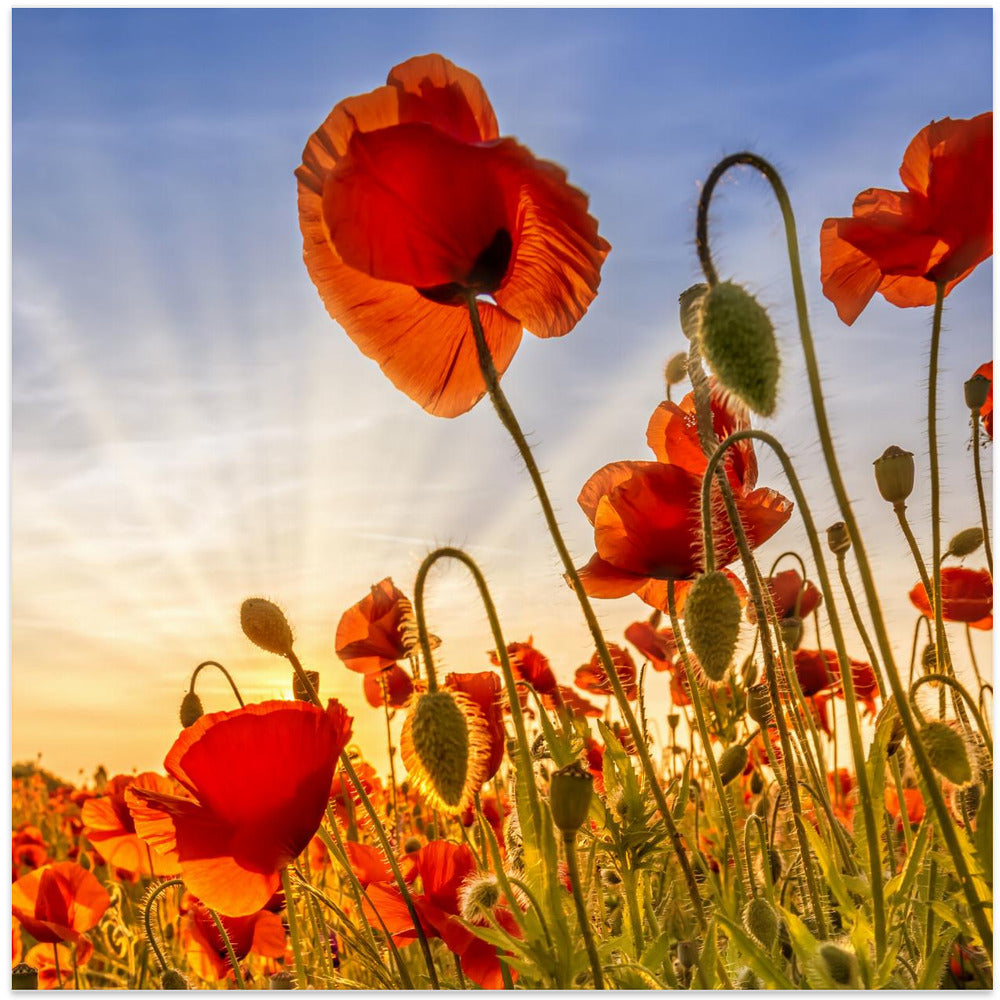 Wall art Fascinating poppies