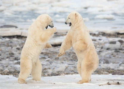Wall art Fight !-48X36inches-Gallery Wrapped (Ready to Hang)
