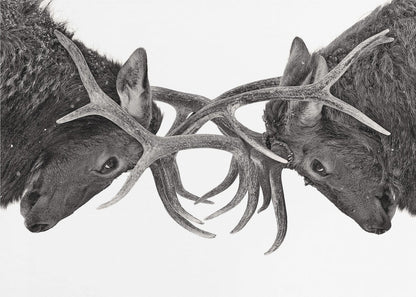 Wall art Eye to Eye - Elk fight-48X36inches-Gallery Wrapped (Ready to Hang)
