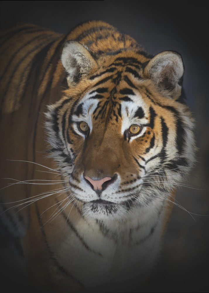 Wall art Portrait of a Siberian Tiger