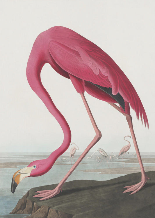 Pink Flamingo Ii From Birds of America (1827) Wall Artwork Gallery Wrapped (Ready to Hang)