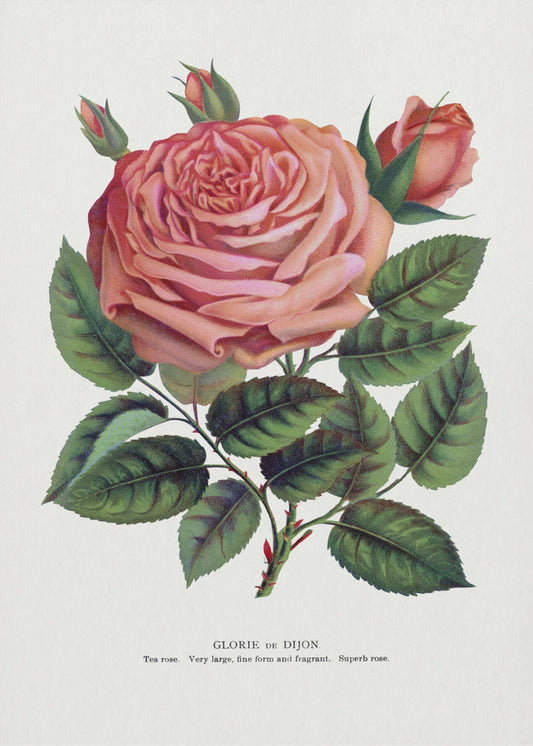  Pink Rose, Glorie De Dijon Lithograph Wall Artwork Gallery Wrapped (Ready to Hang)