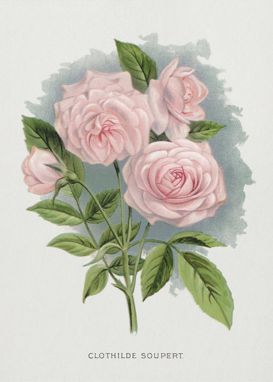  Pink Rose, Clothilde Soupert Lithograph Wall Artwork Gallery Wrapped (Ready to Hang)