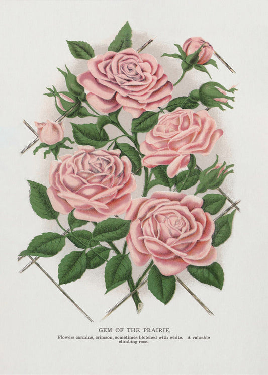  Pink Rose, Gem of the Prairie Lithograph Wall Artwork Gallery Wrapped (Ready to Hang)