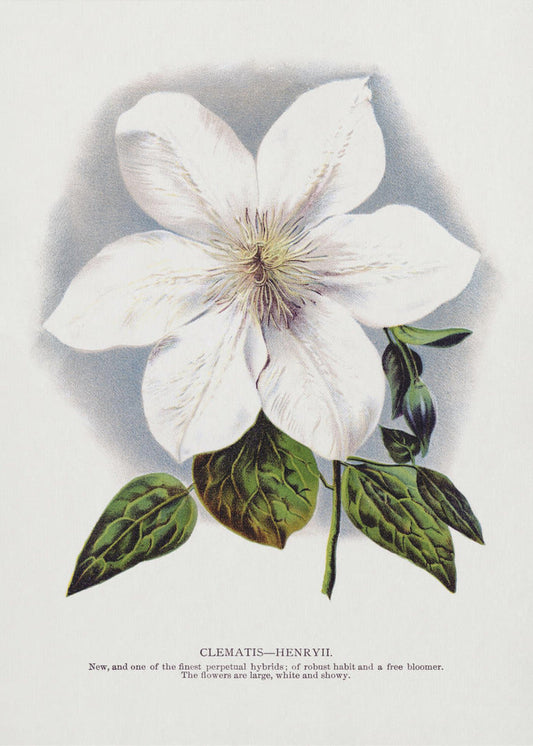  Clematis Flower Lithograph Wall Artwork Gallery Wrapped (Ready to Hang)