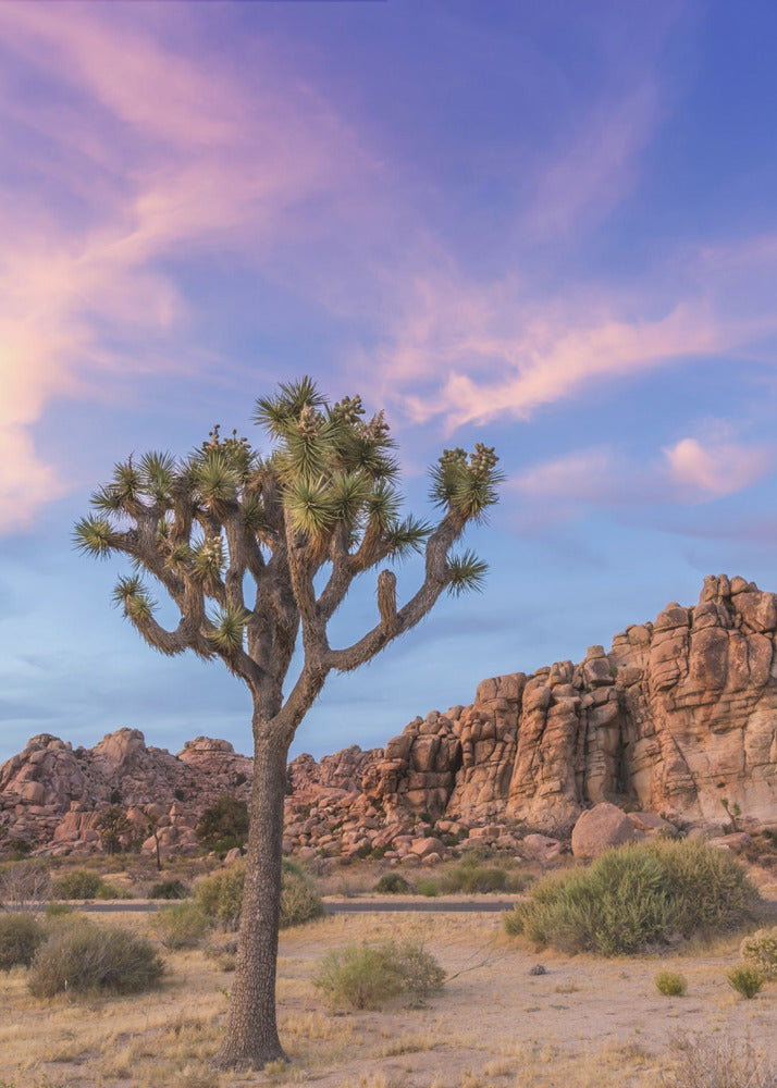 Wall art Joshua Tree Evening Atmosphere