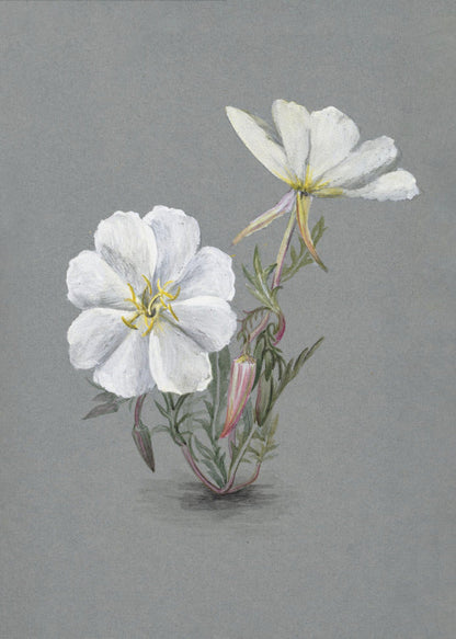  Giant Helleborine (1880) Wall Artwork Gallery Wrapped (Ready to Hang)