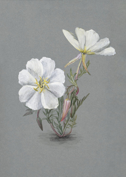  Giant Helleborine (1880) Wall Artwork Gallery Wrapped (Ready to Hang)