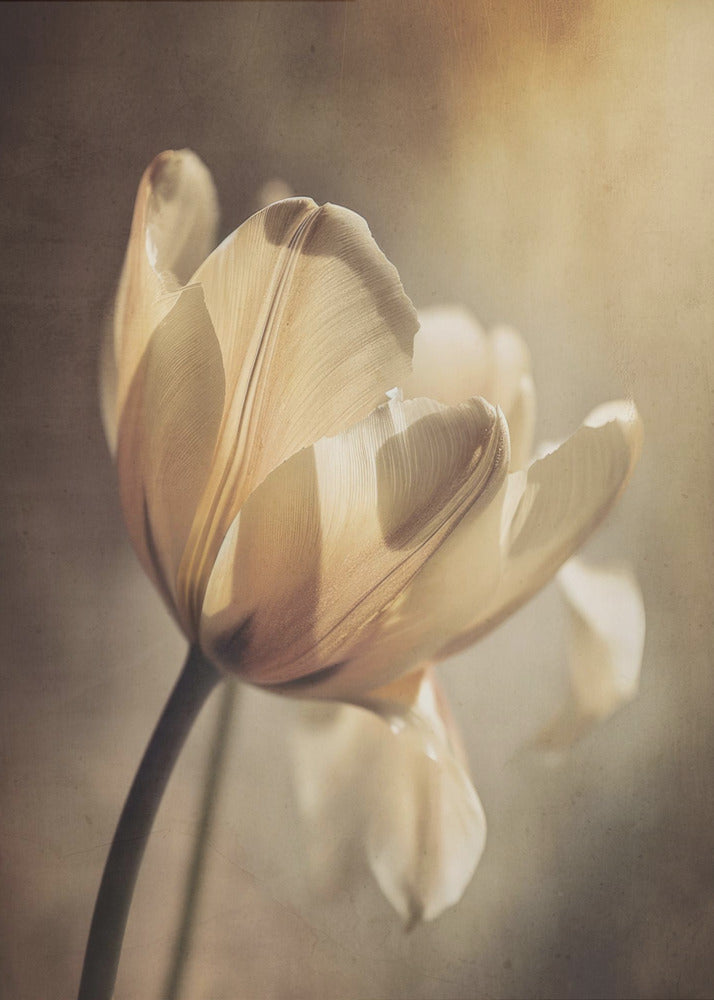 Wall art Pastel Tulip