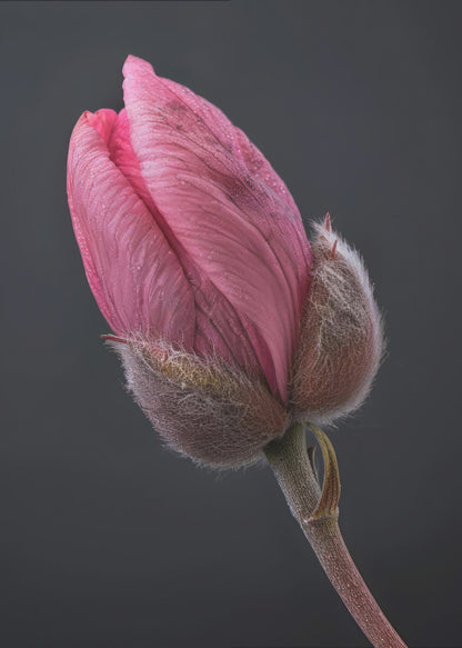 Wall art Pink Tulip 1