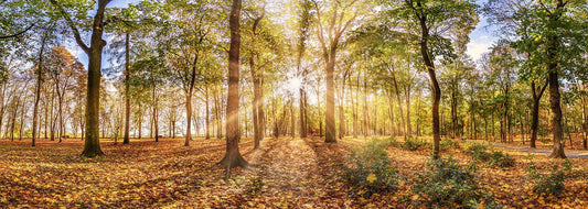 Canvas Print-Autumn Trees-Wall art