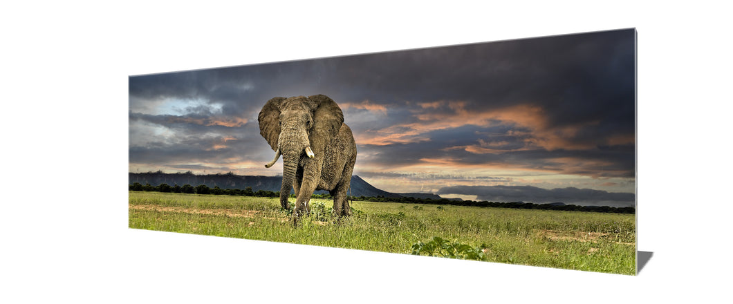 Wildlife canvas-Elephant -Wall Art